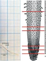Assay of Arabinofuranosidase Activity in Maize Roots