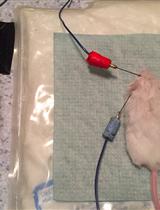 Mouse Auditory Brainstem Response Testing