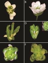 Strategies for Performing Dynamic Gene Perturbation Experiments in Flowers