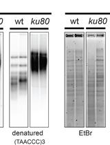 Analysis of Telomeric G-overhangs by in-Gel Hybridization
