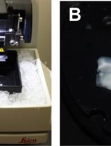 Measurement of Inositol Triphosphate Levels from Rat Hippocampal Slices