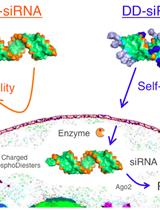 Conjugation of Duplexed siRNN Oligonucleotides with DD-HyNic Peptides for Cellular Delivery of RNAi Triggers