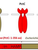 Identification and Characterization of Bacterial Chemoreceptors Using Quantitative Capillary and Gradient Plate Chemotaxis Assays