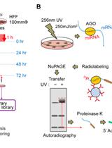 ACE-score-based Analysis of Temporal miRNA Targetomes  During Human Cytomegalovirus Infection Using AGO-CLIP-seq 