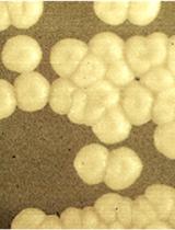 Mating and Progeny Isolation in the Corn Smut Fungus Ustilago maydis