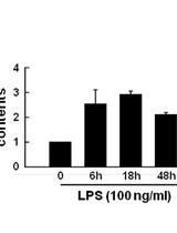 Assessment of Mitochondrial DNA Content and Mass in Macrophages