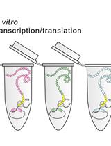 An in vitro Transcription/translation System for Detection of Protein Interaction