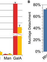 Quantification of the Mucilage Detachment from Arabidopsis Seeds