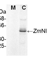 ER Microsome Preparation and Subsequent IAA Quantification in Maize Coleoptile and Primary Root Tissue