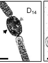 Induction, Isolation and Counting of Akinetes in Aphanizomenon ovalisporum