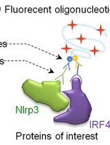Proximity Ligation Assay (PLA) Protocol Using Duolink® for T Cells