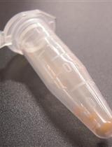 轮藻单细胞，新月藻属peracerosum-strigosum-littorale复合体的基因沉默转化子的制备