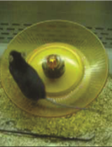 Running Reward Conditioned Place Preference Task