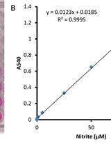 Nitrite Reduction Assay for Whole Pseudomonas Cells