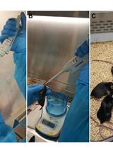 Respiratory Syncytial Virus Infection in Mice and Detection of Viral Genomes in the Lung Using RT-qPCR