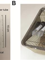 Sucrose Preference Test to Measure Stress-induced Anhedonia