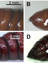 Bioassays to Investigate the Effects of Insect Oviposition  on a Plant’s Resistance to Herbivores