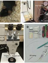 Isolating Taste Buds and Taste Cells from Vallate Papillae of C57BL/6J Mice for Detecting Transmitter Secretion