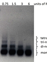 MNase Digestion for Nucleosome Mapping in Neurospora