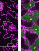 Differential and Simultaneous Visualization of Cells and Airspaces in Plant Leaves