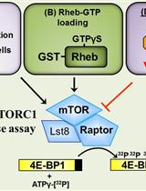 In vitro mTORC1 Kinase Assay for Mammalian Cells Protocol