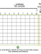 Micro Neutralization (MN) Assay of Influenza Viruses with Monoclonal Antibodies