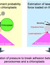 Quantification of the Adhesion Strength between Peroxisomes and Chloroplasts by Femtosecond Laser Technology