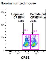 In vivo OVA-specific Cytotoxic CD8+ T Cell Killing Assay