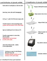 Measurement of Mitochondrial DNA Release in Response to ER Stress