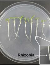 Measuring Auxin Transport Capacity in Seedling Roots of Medicago truncatula