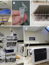 Quantifying Auxin Metabolites in Young Root Tissue of Medicago truncatula by Liquid Chromatography Electrospray-ionisation Quadrupole Time-of-flight (LC-ESI-QTOF) Tandem Mass Spectrometry