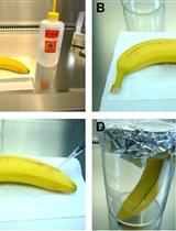 Aspergillus terreus Infection of Fruits and Terrein Quantification by HPLC Analysis