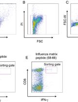 Efficient Isolation of Influenza Specific CTLs