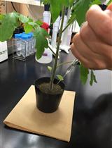 根结线虫的渗透和香紫苏醇杀线虫的活性分析