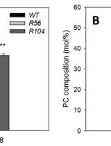 Positional Analysis of Fatty Acids in Phospholipids by PLA2 Treatment
