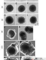 Retinal Differentiation of Mouse Embryonic Stem Cells