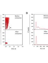 Estimation of the Chromosomal Copy Number in <em>Synechococcus elongatus</em> PCC 7942