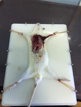 Aorta Ring Assay