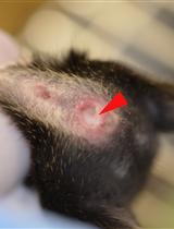 Mouse Embryonic Fibroblast Cell Culture and Stimulation