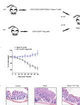T Cell Transfer Model of Colitis