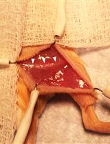 通过坐骨和股神经横切对小鼠下后肢进行去神经试验