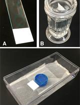 Indirect Immunofluorescence Assay in <em>Chlamydomonas reinhardtii</em>