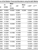 Measurement of mRNA Decay in Mouse Embryonic Fibroblasts