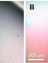 Expression, Purification and Crystallization of the Herpesvirus Nuclear Egress Complex (NEC) 