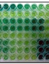 Extraction and Quantification of Polyphosphate in the Budding Yeast Saccharomyces cerevisiae