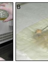Determination of Intracellular ATP Levels in Mycelium of <em>Fusarium oxysporum</em>