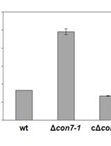 Determination of Intra- and Extracellular Glucose in Mycelium of Fusarium oxysporum