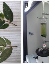 Isolation of Flavonoids from Piper delineatum Leaves by Chromatographic Techniques