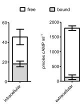 Separation of Free and Bound cAMP in Mycobacteria