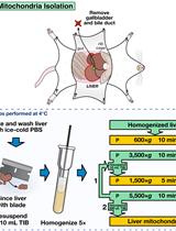 Mouse Liver Mitochondria Isolation, Size Fractionation, and Real-time MOMP Measurement